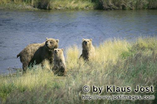 Braunbären/Brown Bears/Ursus arctos horribilis        Gefahr für die Braunbärin und die zwei Jung