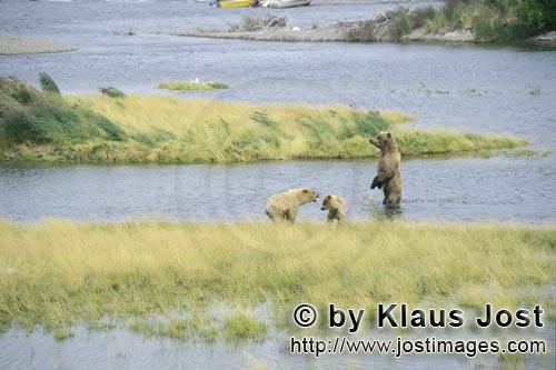 Braunbaeren/Brown Bears/Ursus arctos horribilis        Aufgerichtete Braunbärin mit zwei Jungbären