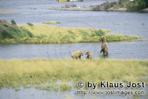 Braunbaeren/Brown Bears/Ursus arctos horribilis        Braunbaerenfamilie im Fluß        Fuer kleine Baere
