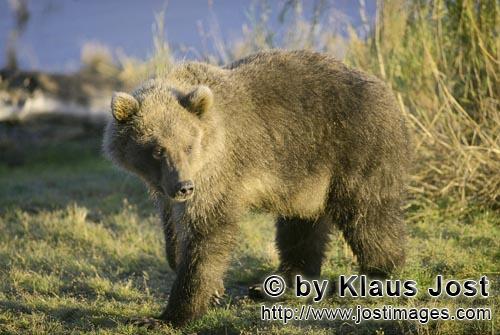 Braunbär/Brown Bear/Ursus arctos horribilis        Gutgenährter Junger Braunbär        Im hohen G