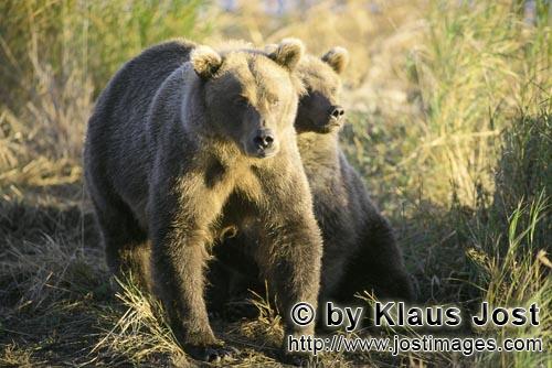 Braunbären/Brown Bears/Ursus arctos horribilis        Zwei Braunbären in der Morgensonne        Au