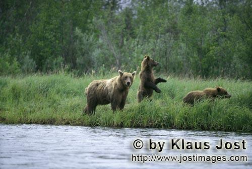 Braunbaeren/Brown Bears/Ursus arctos horribilis        Bärin mit Jungen an einem Lachsfluß        Die Bae