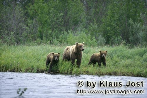 Braunbearen/Brown Bears/Ursus arctos horribilis        Baerin mit Jungen unterwegs am Flußufer        Die 