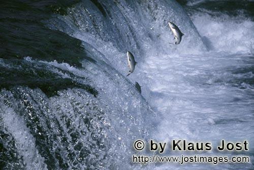Brooks River Falls/Katmai/Alaska        Lachse versuchen den Wasserfall zu überwinden        Der kn