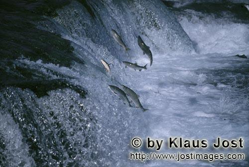 Sockey salmon/Rotlachs/Corhynchus nerka        Lachse am Hindernis Wasserfall        Der knapp zw
