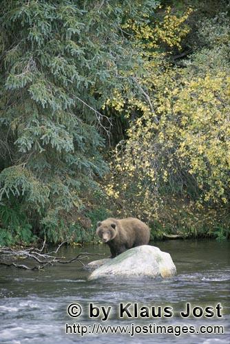 Braunbär/Brown Bear/Ursus arctos horribilis        Braunbär an einem Stein im Fluß        Der 