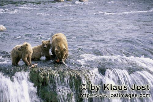 Braunbaeren/Brown Bears/Ursus arctos horribilis        Braunbaerin mit zwei Jungbaeren am Wasserfall