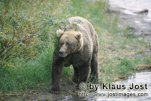Braunbär/Brown Bear/Ursus arctos horribilis        Braunbär an einer Flußbiegung        Der groß