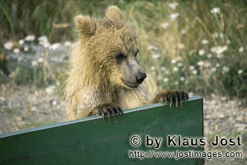 Braunbär/Brown Bear/Ursus arctos horribilis        Neugieriger junger Braunbaer        Eines der we