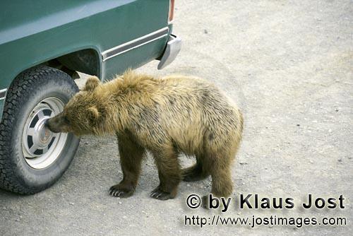 Braunbaer/Brown Bear/Ursus arctos horribilis        Junger Braunbär untersucht Radkappe        Eine
