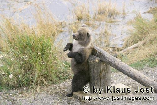 Braunbär/Brown Bear/Ursus arctos horribilis        Kleiner Braunbär an einer Schranke        Am Be
