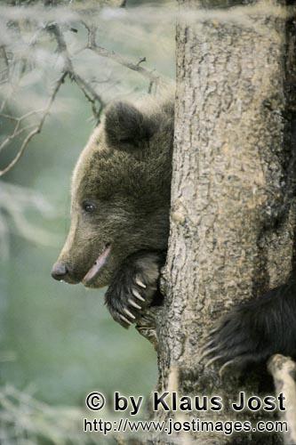 Braunbär/Brown Bear/Ursus arctos horribilis        Kleiner Braunbär in Sicherheit auf dem Baum