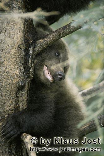 Braunbaer/Brown Bear/Ursus arctos horribilis        Ängstlich schaut der kleine Braunbär vom Baum<