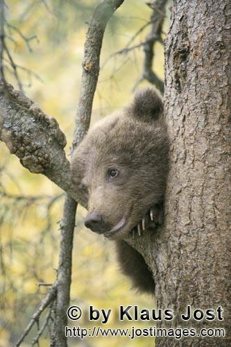 Braunbär/Brown Bear/Ursus arctos horribilis        Kleiner Braunbär beurteilt die Lage vom Baum</b