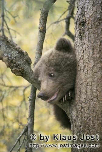 Braunbär/Brown Bear/Ursus arctos horribilis        Neugierig schaut der kleine Braunbär vom Baum</