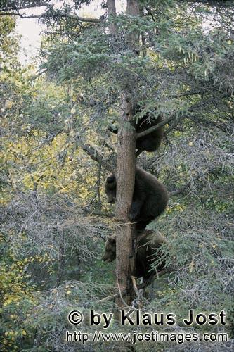 Braunbaeren/Brown Bears/Ursus arctos horribilis        Drei kleine Braunbären auf dem Baum         