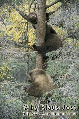 Braunbären/Brown Bears/Ursus arctos horribilis        Drei kleine Braunbären schauen vom Baum 