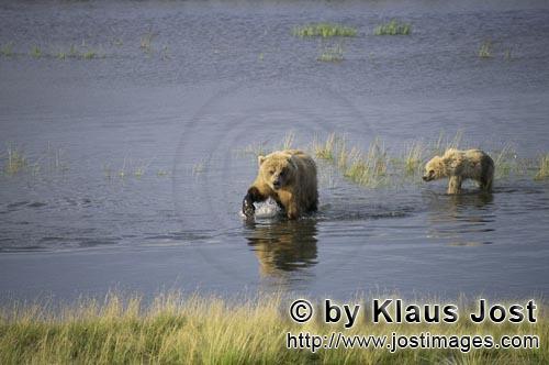 Braunbaeren/Brown Bears/Ursus arctos horribilis        Baerin mit Jungbaer beim Lachsfischen im Fluß    