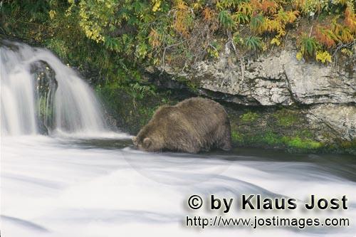 Braunbär/Brown Bear/Ursus arctos horribilis        Braunbär auf Lachssuche am Wasserfall        Es