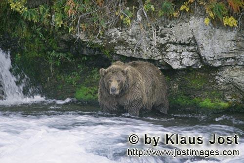 Braunbär/Brown Bear/Ursus arctos horribilis        Braunbaer sucht Lachse unterhalb des Brooks Wass