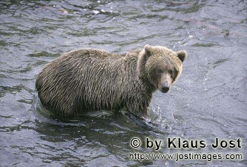 Braunbär/Brown Bear/Ursus arctos horribilis        Braunbär auf Lachsjagd im Brooks River        D