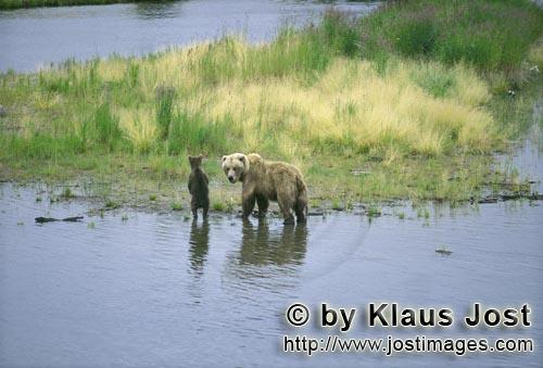 Braunbaer/Brown Bear/Ursus arctos horribilis        Braunbaerin mit spring cub am Flußufer        Die Baer