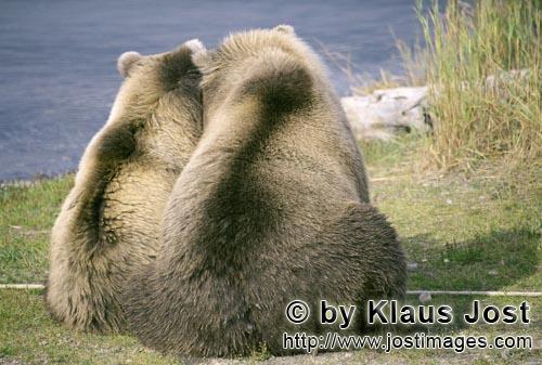 Braunbaer/Brown Bear/Ursus arctos horribilis        Rückenansicht zweier Braunbären        Die 