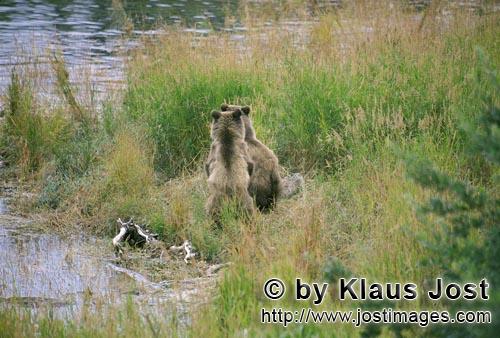 Braunbaer/Brown Bear/Ursus arctos horribilis        Braunbaerfamilie ruht sich aus        Friedlich 