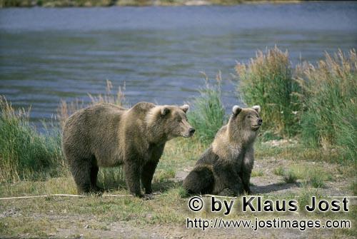 Braunbär/Brown Bear/Ursus arctos horribilis        Angespannte Braunbärin mit Jungbär         Die