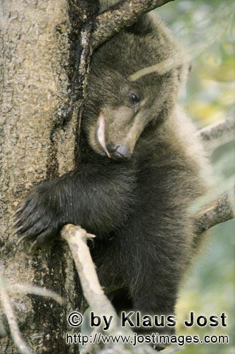 Braunbär/Brown Bear/Ursus arctos horribilis        Furchtsamer kleiner Braunbär auf dem Baum    