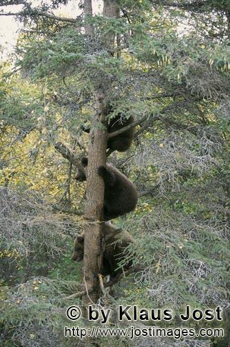 Braunbaer/Brown Bear/Ursus arctos horribilis        Drei kleine Braunbären auf einem Baum         W