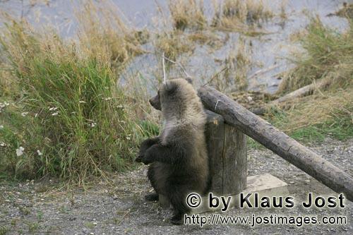 Braunbaer/Brown Bear/Ursus arctos horribilis         Kleiner Braunbär macht eine Pause am Schlagba