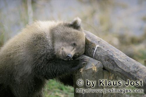 Braunbaer/Brown Bear/Ursus arctos horribilis        Junger Braunbär schläft am Schlagbaum        D