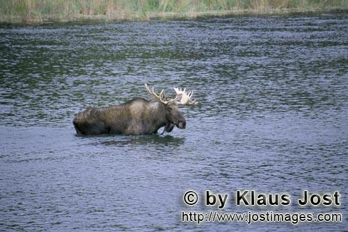 Elch/Moose/Alces alces         Ein Elch im Fluß        Aus dem dichten Wald kommt ploetzlich ein <b