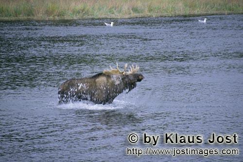 Elch/Moose/Alces alces        Elch schuettelt das Wasser ab        Ohne sich um die Baeren zu kuemme