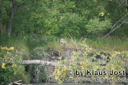 Wolf/Wolf/Canis lupus        Ein Wolf schaut aus dem dichten Bewuchs        Im Katmai backcountry