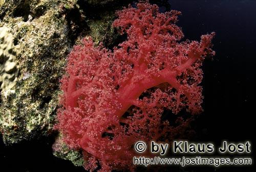 Weichkoralle/Soft coral/Dendronephthya sp.        Intensiv rote Weichkoralle         Weichkoralle