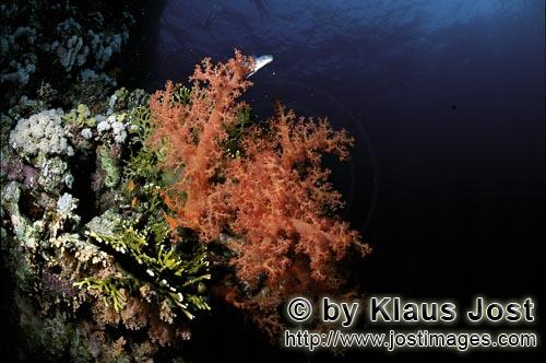 Weichkoralle/Soft coral/Dendronephthya sp.        Weichkoralle in der Stoemung an der Steilwand  