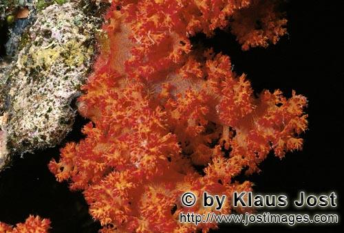 Weichkoralle/Soft coral/Dendronephthya sp.        Weichkoralle im Roten Meer        Wechkorallen<
