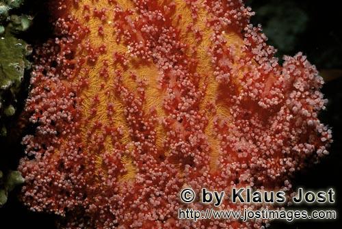 Weichkoralle/Soft coral/Dendronephthya sp.        Fszinierende rote Weichkoralle         Weichkorallen sind