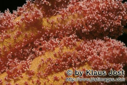 Weichkoralle/Soft coral/Dendronephthya sp.        Weichkoralle im Roten Meer         Weichkorall