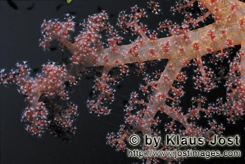 Weichkoralle/Soft coral/Dendronephthya sp.        Leuchtende Weichkoralle vor dunklem Hintergrund</b