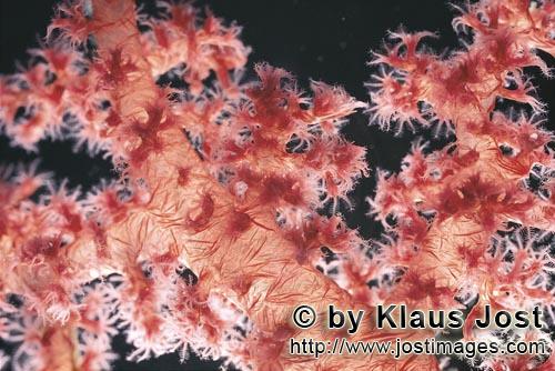 Weichkoralle/Soft coral/Dendronephthya sp.        Weichkoralle im Roten Meer         Weichkorallen</