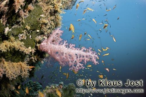 Weichkoralle/Soft coral/Dendronephthya sp.        Weichkoralle und Fische        Weichkorallen sind 