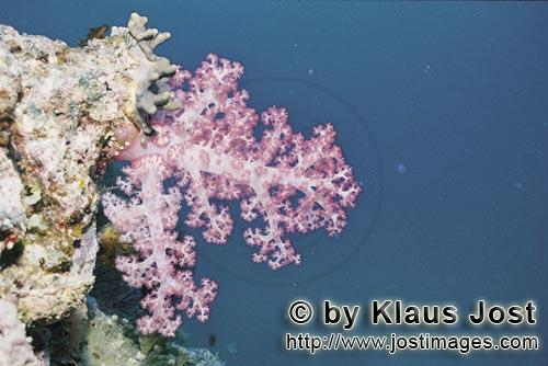 Weichkoralle/Soft coral/Dendronephthya sp.        Exponierte Weichkoralle        Weichkorallen sind 