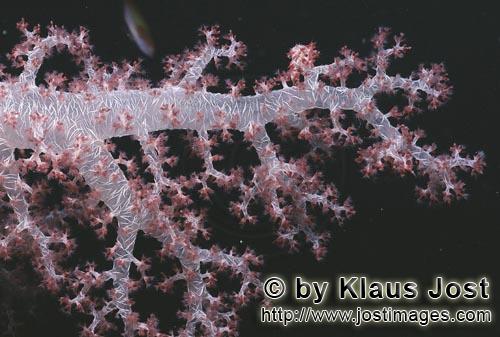 Weichkoralle/Soft coral/Dendronephthya sp.        Durchsichtige Weichkoralle         Weichkorallen s