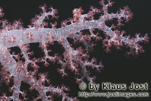 Weichkoralle/Soft coral/Dendronephthya sp.        Zarte durchsichtige Weichkoralle         Weichkora