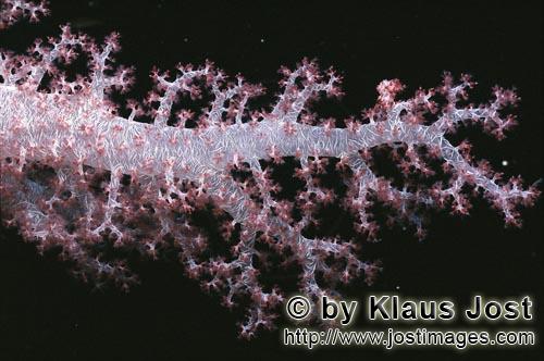 Weichkoralle/Soft coral/Dendronephthya sp.        Durchsichtige Weichkoralle im Roten Meer        We