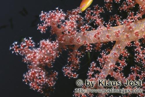 Weichkoralle/Soft coral/Dendronephthya sp.        Weichkoralle im Roten Meer        Weichkorallen sind ein 
