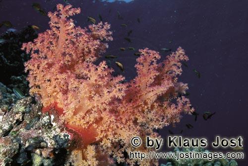 Weichkoralle/Soft coral/Dendronephthya sp.        Weichkoralle im Roten Meer        Weichkorallen sind ein 